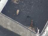 Reddingsactie met drones voor honden die op La Palma zijn ingesloten door lava