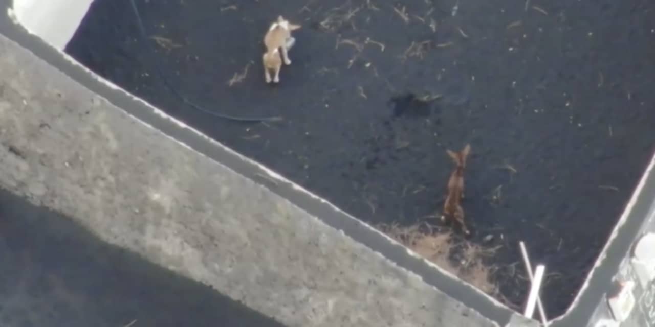 Reddingsactie met drones voor honden die op La Palma zijn ingesloten door lava