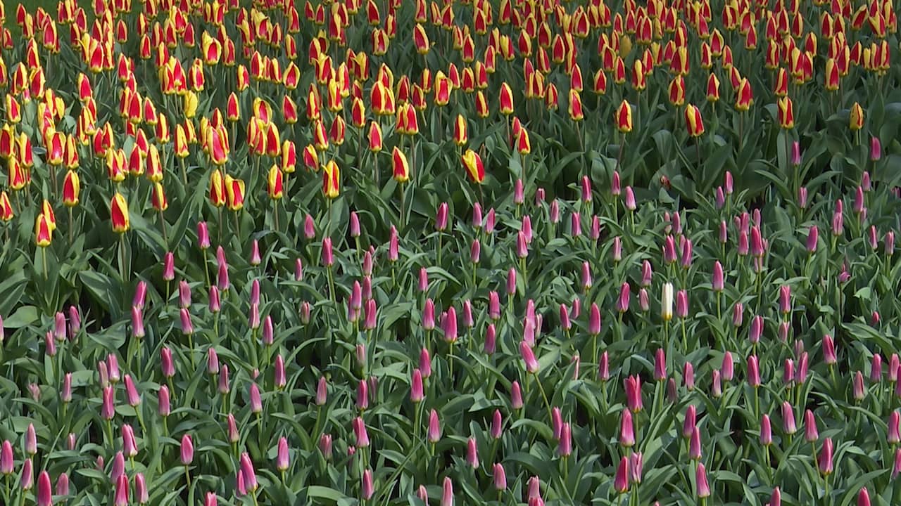 Beeld uit video: Drone toont zeventig jaar oud Bloemenpark Keukenhof