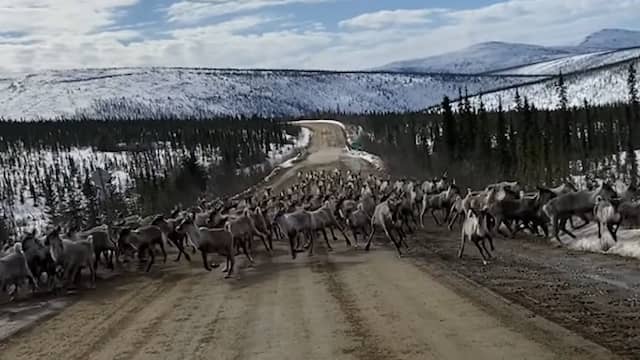 Grote kudde rondtrekkende kariboes stormt op auto af in Alaska