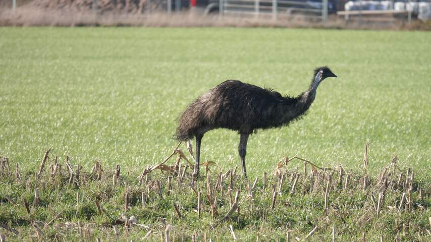 Verdwaalde emoe in Overijssels dorp Lutten laat zich niet vangen