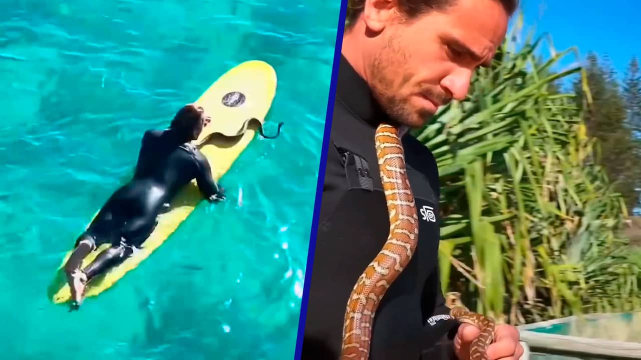 Beeld uit video: Australische surfer trotseert golven met python om zijn nek