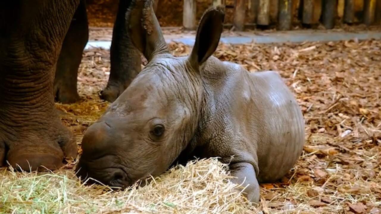 Beeld uit video: Witte neushoorn ziet levenslicht in Beekse Bergen