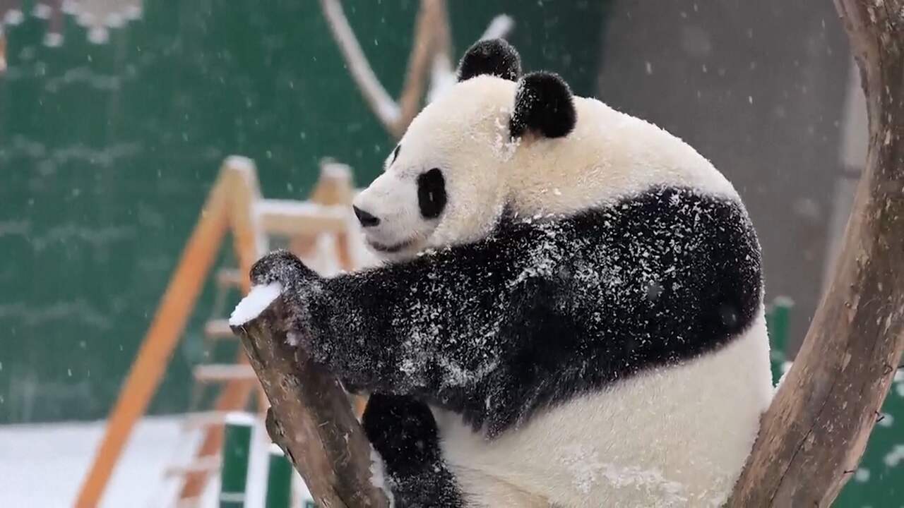 Beeld uit video: Reuzenpanda's spelen in de sneeuw in Chinese dierentuin