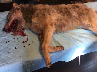 Wolf doodgereden op snelweg in Drenthe