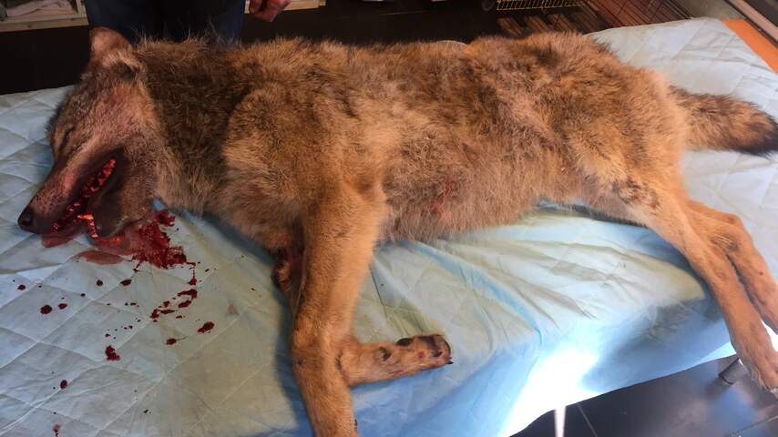 Wolf doodgereden op snelweg in Drenthe
