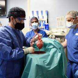 Amerikaanse chirurgen transplanteren voor het eerst varkenshart bij mens