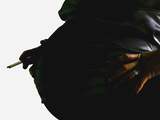 Rokende Franse zwangeren kunnen betaald afkicken