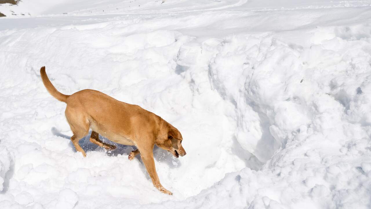 Good News Hero Role Dogs After Avalanche Utrecht Cs Has Screen Back Teller Report