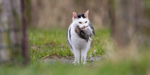 Onderzoek: Jachtlust van kat kan getemperd (en zo red je vogels)