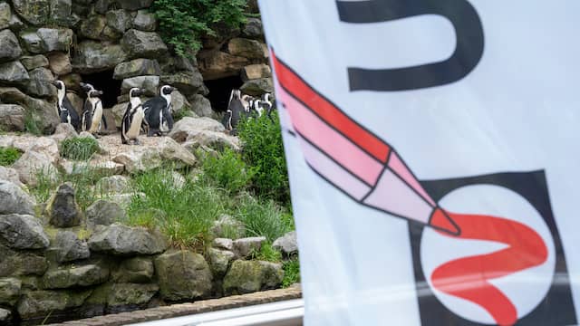 Nederlanders stemmen onder toeziend oog van pinguïns in Burgers’ Zoo