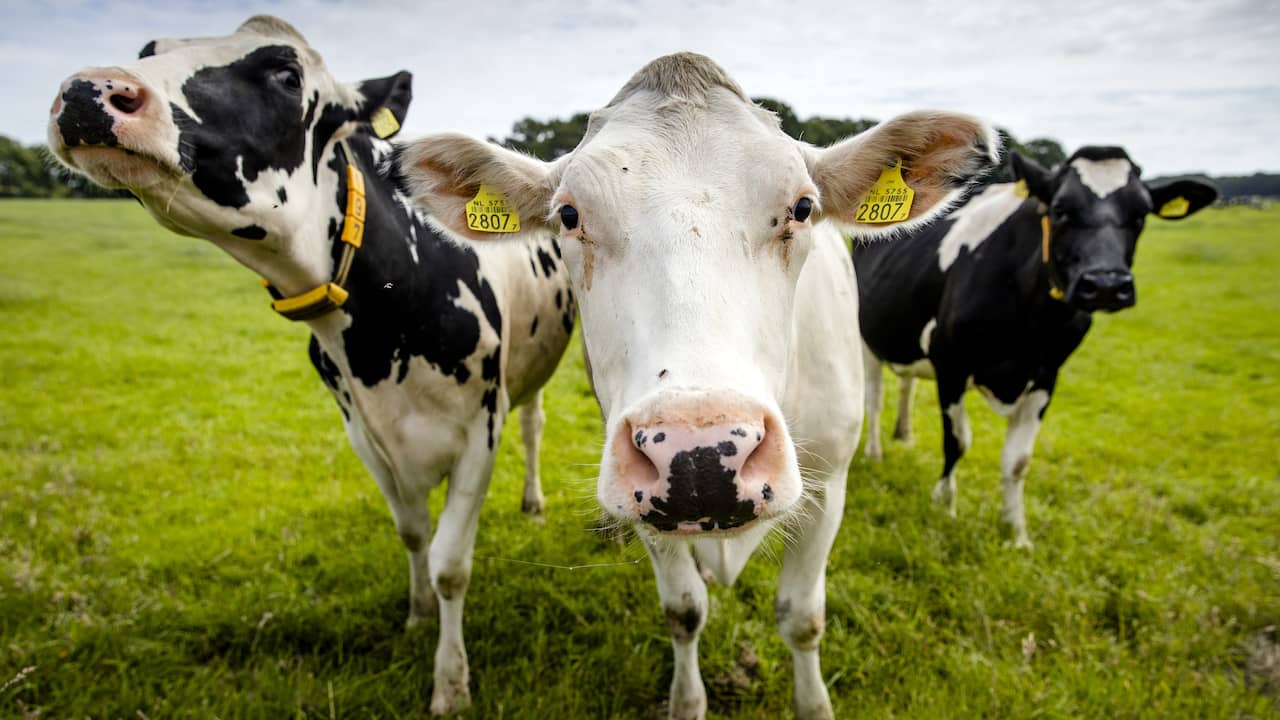 Mad cow disease discovered in the Netherlands poses no risk to humans |  Domestically