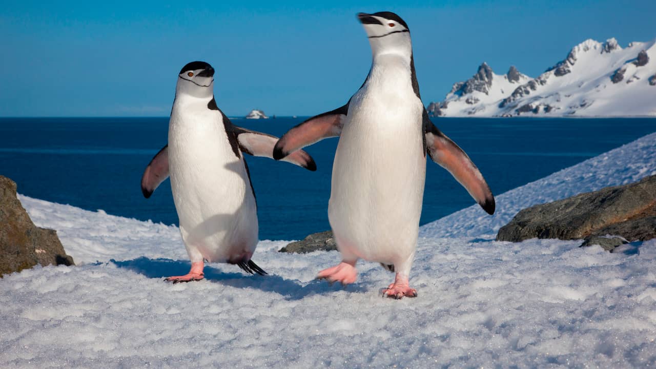 Chin-strap penguins in Antarctica take ten thousand short naps a day |  Sciences