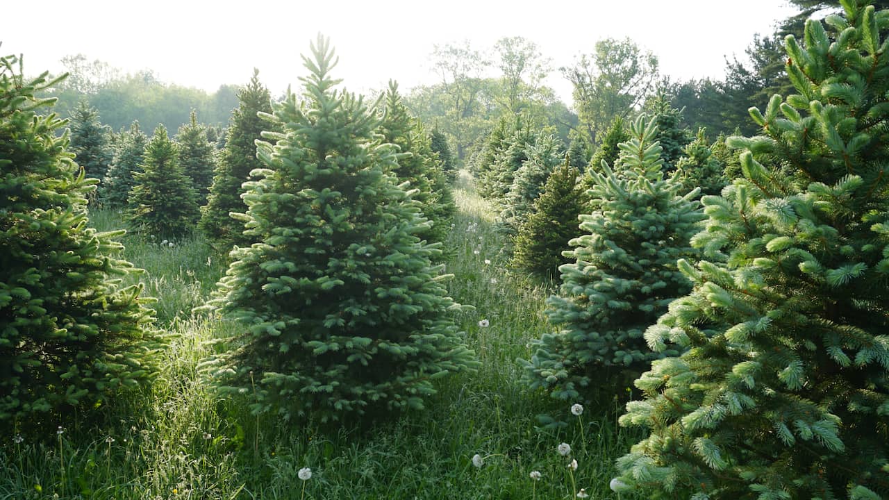 De geschiedenis van de kerstboom waar komt de traditie vandaan