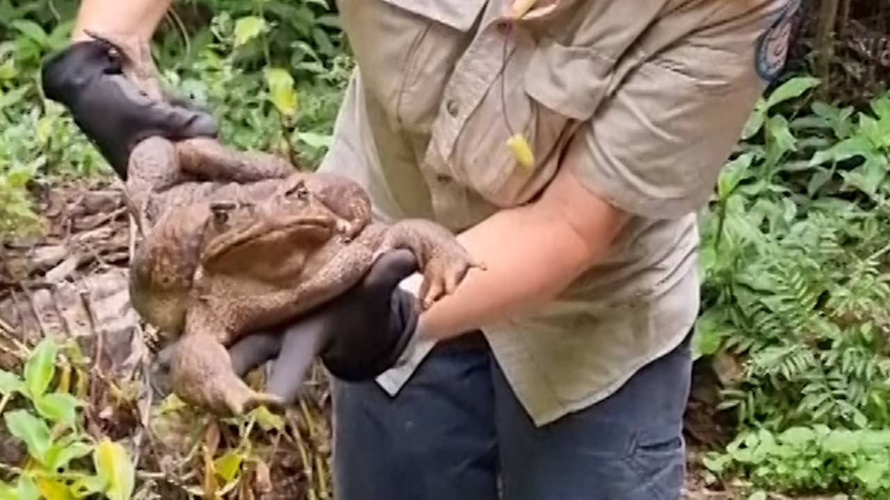 Beeld uit video: Rangers vinden gigantische reuzenpad in Australië