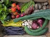 Oogst uit eigen tuin: zo makkelijk kan het zijn