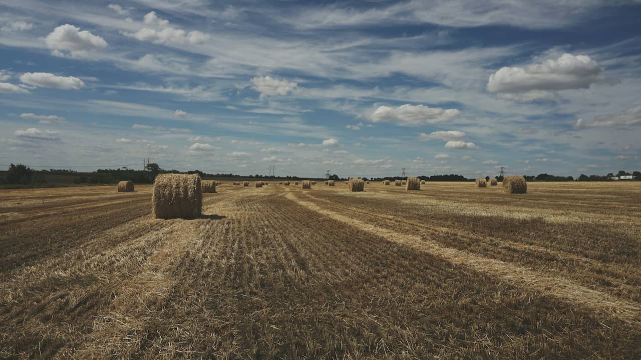 Poland and Hungary Ban Imports of Ukrainian Grain and Food, Prompting Criticism from European Commission