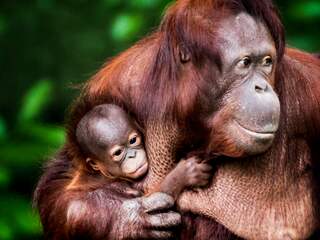 Orang-oetan in Zwitserse dierentuin bezwangerde vrouwtje door hek