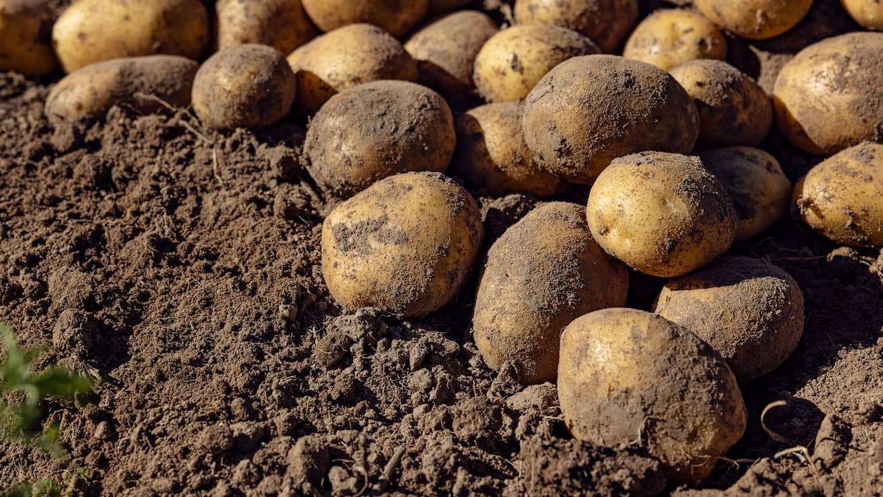 Potato varieties bintje and frieslander are disappearing from supermarket shelves |  Economy