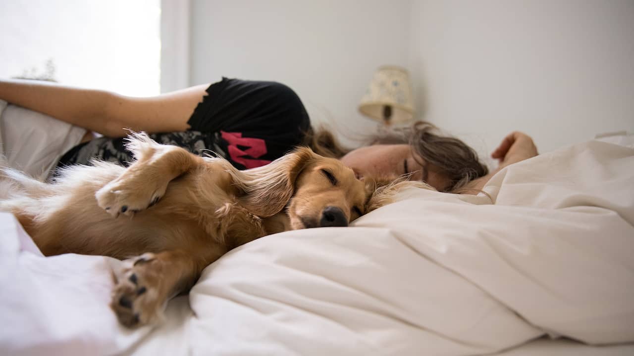Dit is waarom je je bed beter niet kunt met je hond of kat | NU.nl