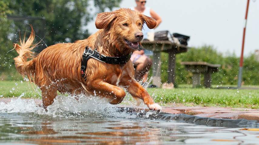 Hond speelt in het water