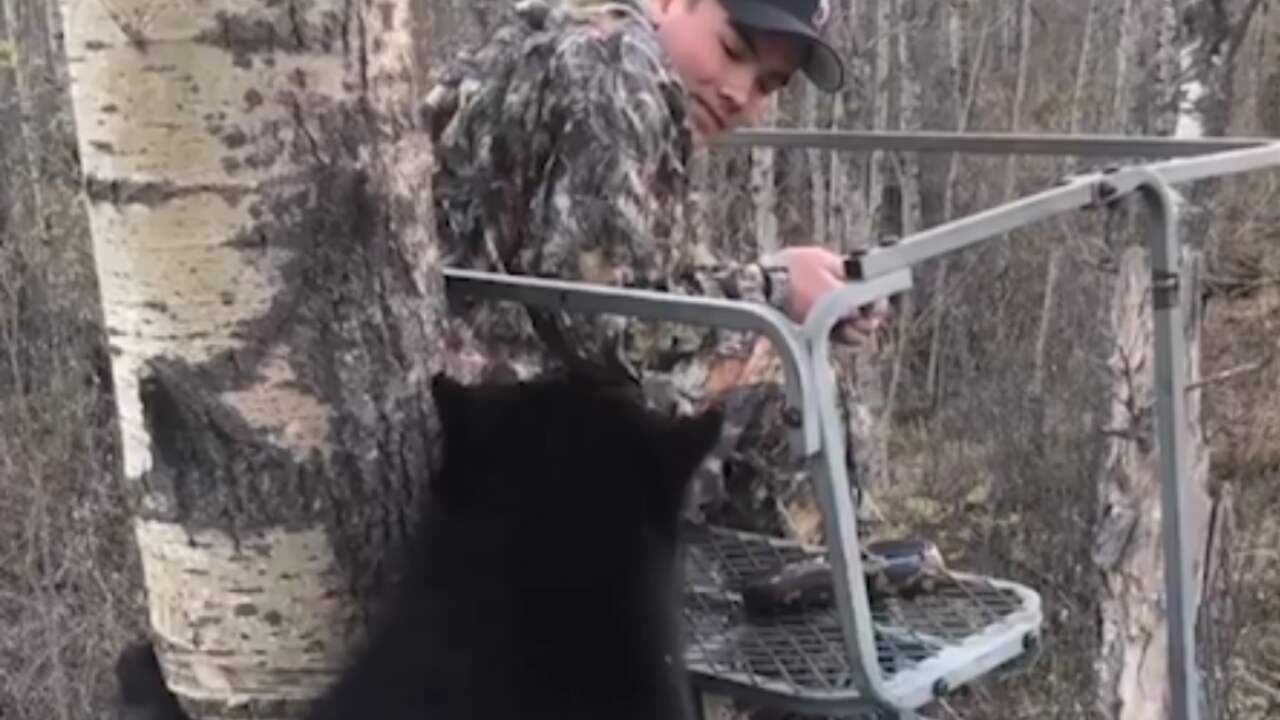 Beeld uit video: Zwarte beer beklimt boom en stuit op man in Canada