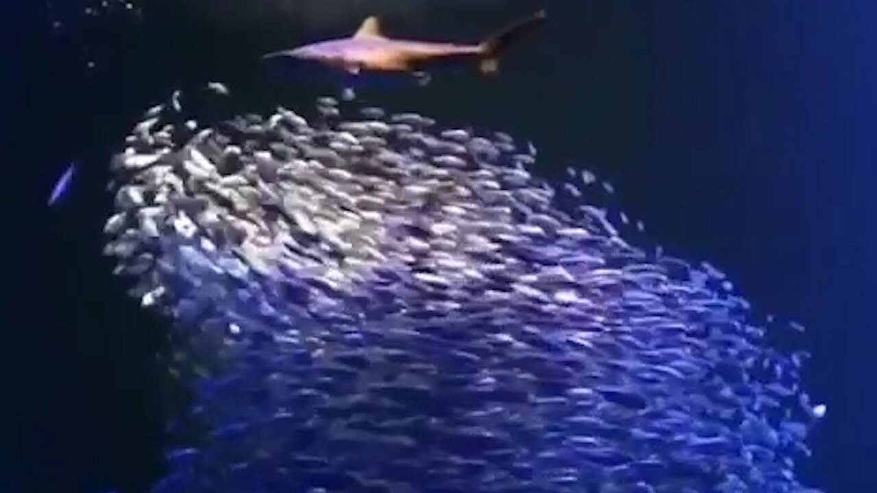 Haaien omcirkelen prooi in groot aquarium in Missouri NU.nl