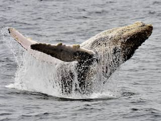 Bijzondere samenscholingen walvissen voor kust Zuid-Afrika geregistreerd