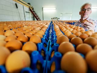 België wil schade besmette eieren verhalen op Chickfriend