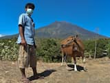 Woensdag 27 september: Een Indonesiër neemt zijn vee mee voor een wandeling in het dorp Kubu, in de omgeving van de actieve vulkaan Agung. Vele inwoners in het noordoosten van Bali hebben hun eiland inmiddels verlaten uit angst voor de vulkaan die ieder moment kan uitbarsten.
