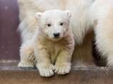 IJsberenjong Fritz sterft na vier maanden in dierentuin Berlijn