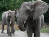 Poolse olifant Buba (DUS NIET DE NEDERLANDSE), maar een olifant is een olifant.