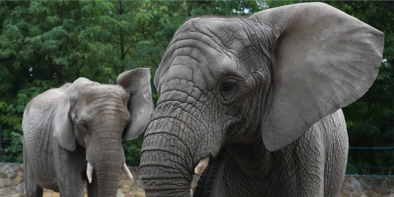 Weer een tegenslag voor olifantenkudde DierenPark Amersfoort: War War overleden