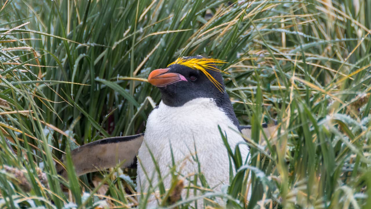 Bird Flu Reaches Antarctic: Threat to Seals, Seagulls, and Penguins