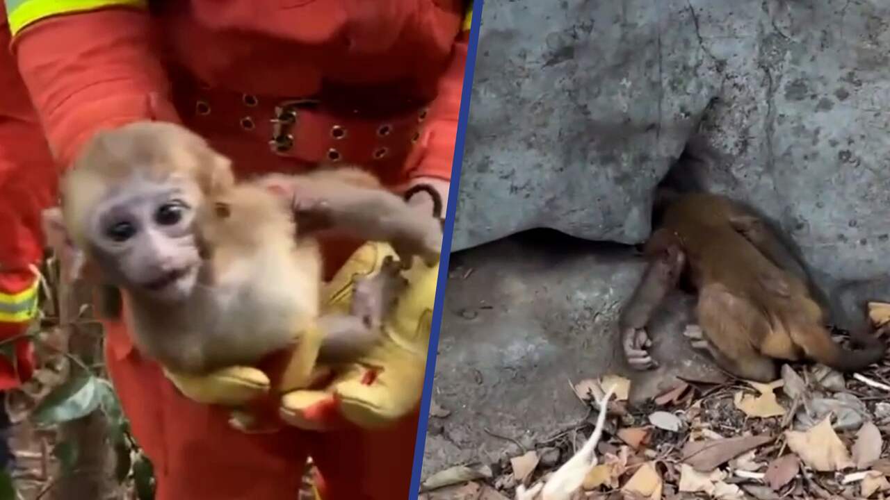 Beeld uit video: Brandweer redt Chinese babyaap uit rotsspleet