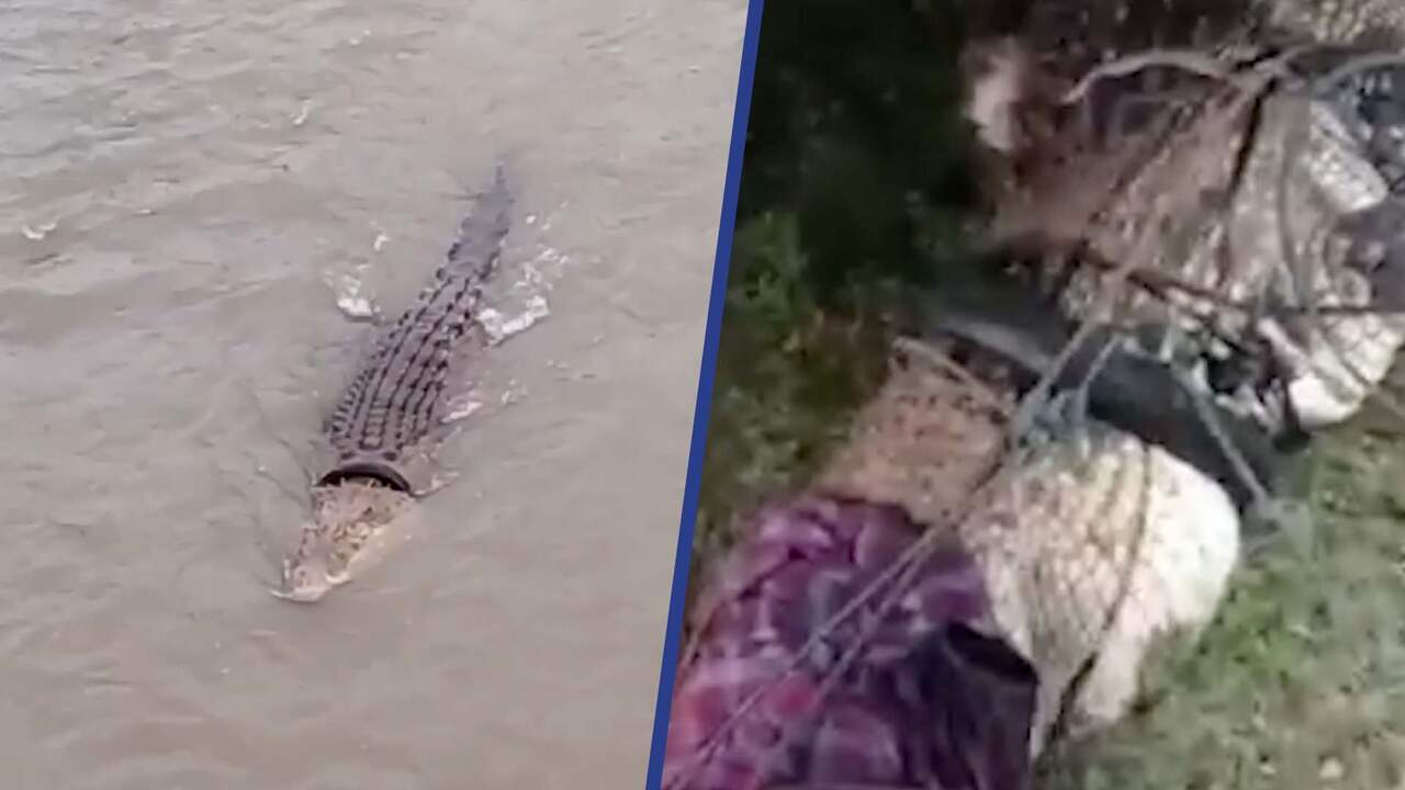 Beeld uit video: Krokodil na ruim vijf jaar van motorband om nek verlost in Indonesië