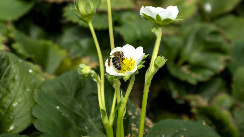 Meer bijen geteld dan vorig jaar ondanks koud en wisselvallig weer