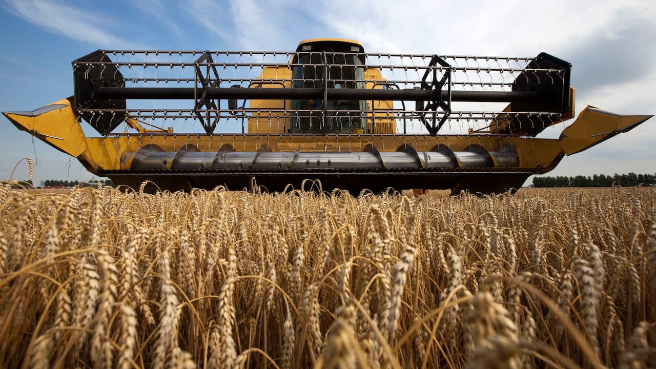 Putin dice che vuole la cooperazione per consentire le esportazioni di grano in Ucraina |  Attualmente