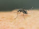 Ook gezondheidsdienst VS ziet zikavirus als oorzaak van geboorteafwijkingen