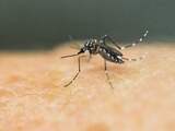 Zikavirus voor het eerst aangetroffen in Afrika