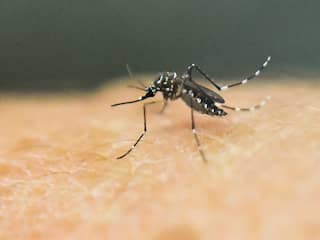 WHO ziet risico voor zikavirus in Europa