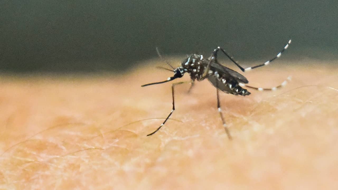 Zikamug bestreden vanuit de lucht in Florida