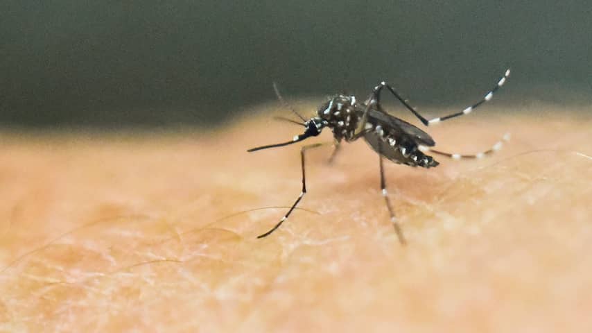 Link ontdekt tussen zika-virus en Guillain-Barré syndroom