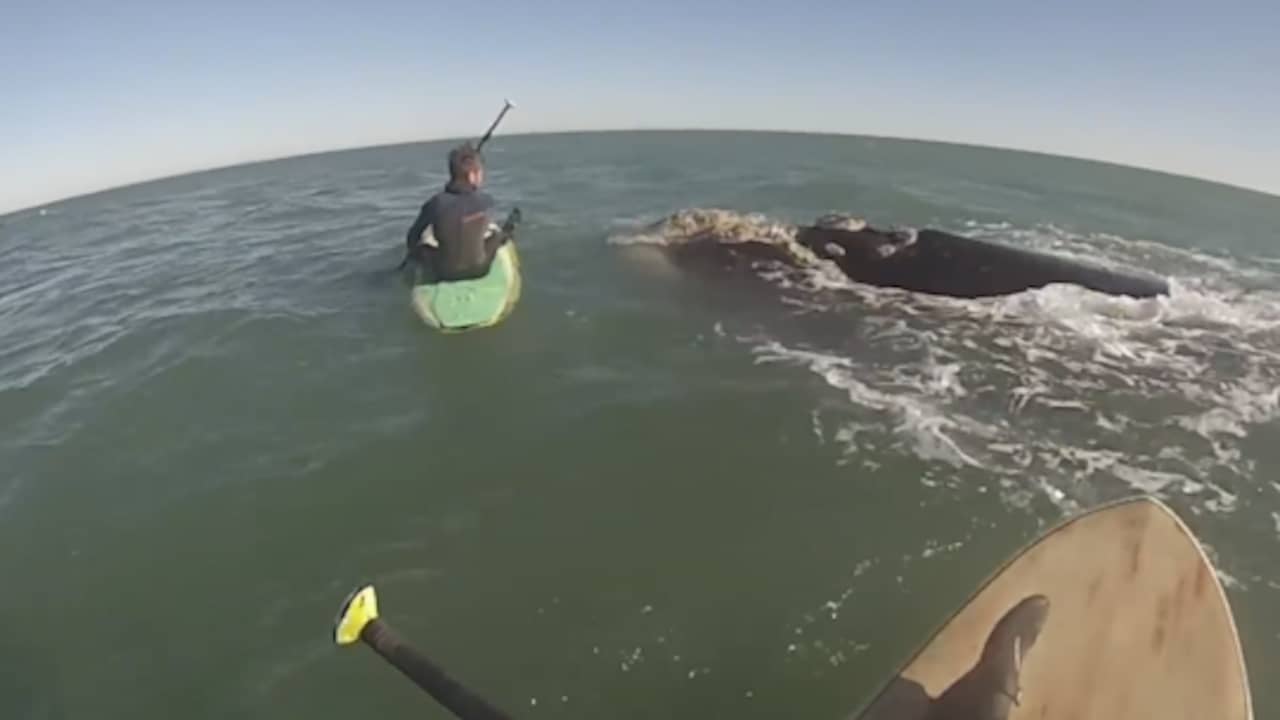 Beeld uit video: Paddleboarders stuiten op walvissen bij Argentijnse kust