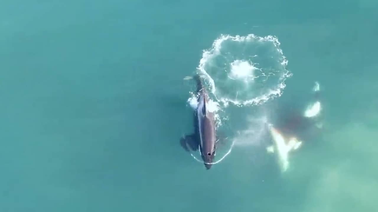 Beeld uit video: Onderzoeker filmt orka's die op witte haai jagen in Zuid-Afrika