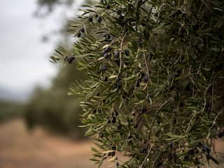 Droogte in Spanje zorgt voor recordprijs olijfolie