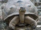 Nieuwe reuzenschildpaddensoort ontdekt op Galapagoseiland