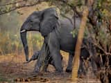 'Onder stress geboren olifant wordt vroeg oud'