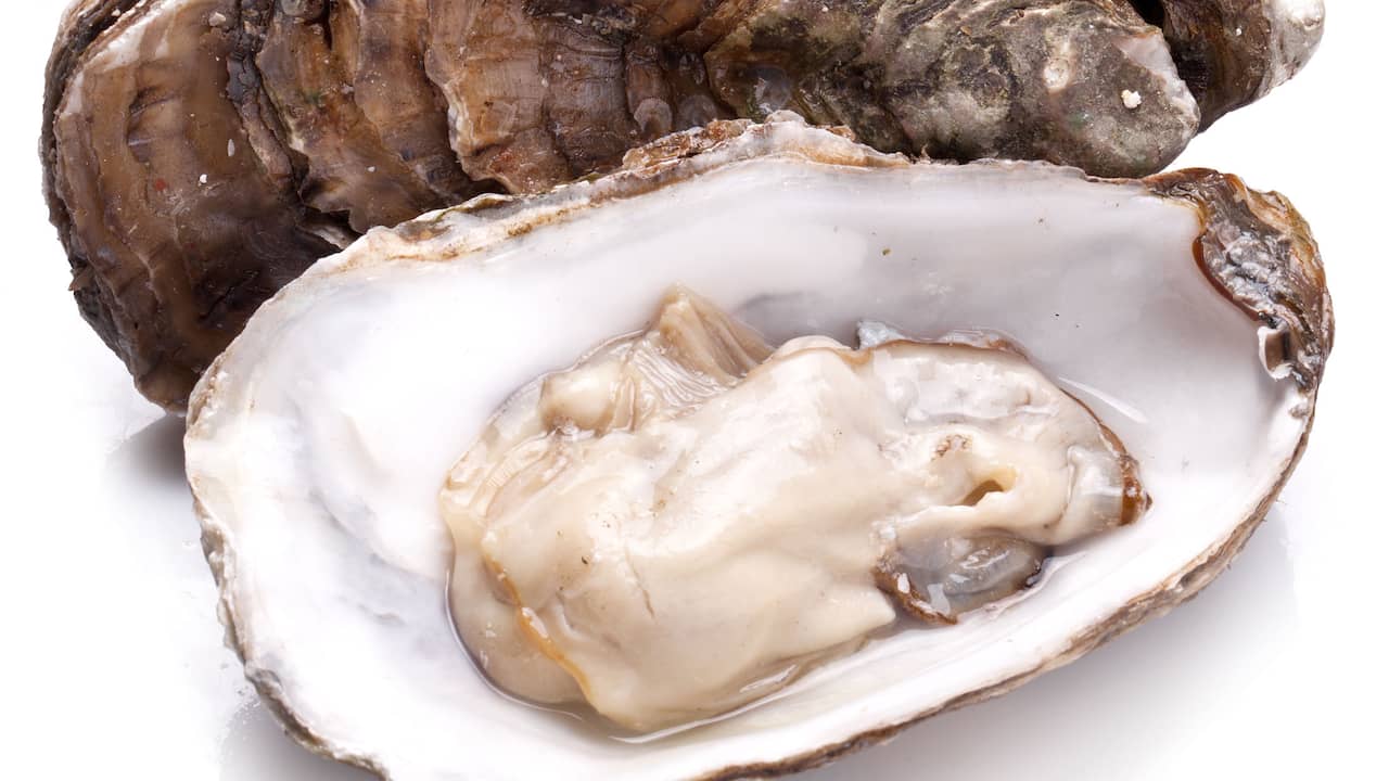 Kanon ornament Socialistisch Oesterseizoen is gestart: Alles wat je moet weten als je oesters gaat rapen  | Eten en drinken | NU.nl