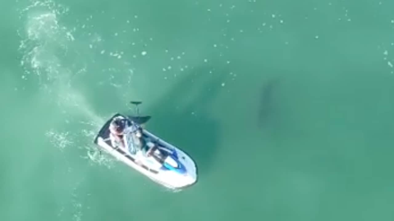 Witte haai zwemt opvallend dicht bij surfers in Californië